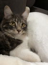 LILLY - Offered by Owner - Sister of LEO