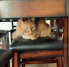 TSUME - Offered by owner - Gorgeous female