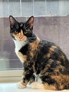 JO & MEG - Calico Kitten Pair