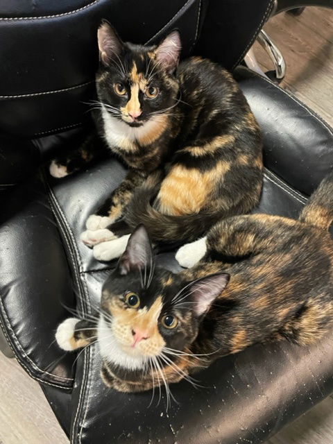 JO & MEG - Calico Kitten Pair