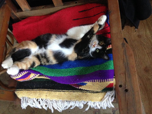 LYDIA - Offered by Owner - Lovely Calico