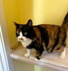 LYDIA - Offered by Owner - Lovely Calico