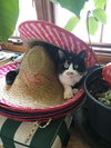 LYDIA - Offered by Owner - Lovely Calico
