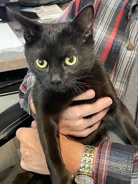 DIZZY - Friendly and social teen kitten