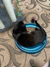 DIZZY - Friendly and social teen kitten