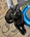 DIZZY - Friendly and social teen kitten