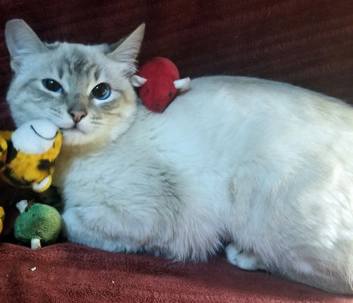 MARSHMELLO - Offered by Owner - young male