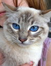 MARSHMELLO - Offered by Owner - young male