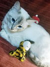 MARSHMELLO - Offered by Owner - young male