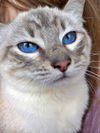 MARSHMELLO - Offered by Owner - young male