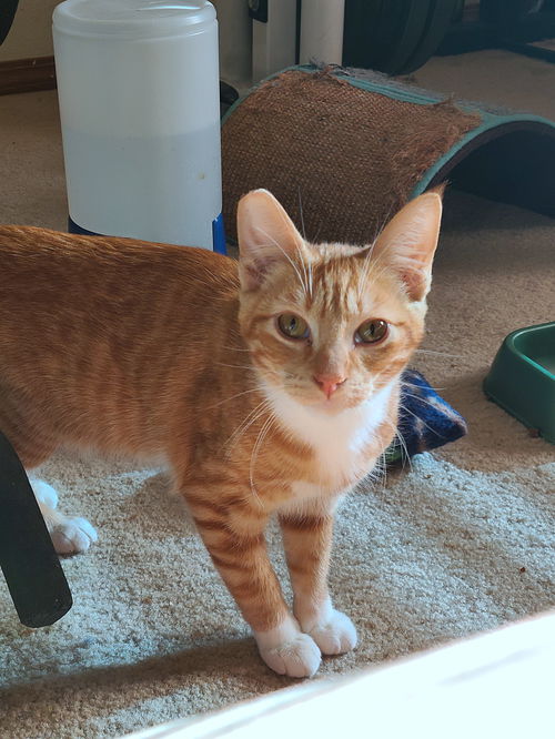 PETER - Playful and friendly