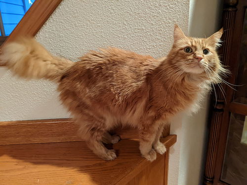 Hookahawka - Offered by Owner - Great senior guy