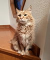 Hookahawka - Offered by Owner - Great senior guy