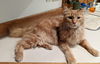 Hookahawka - Offered by Owner - Great senior guy
