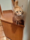 Hookahawka - Offered by Owner - Great senior guy