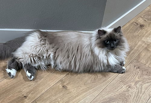PEPPER