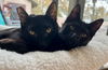DEXTER & FELIX - Best Friends!