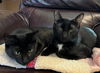 DEXTER & FELIX - Best Friends!