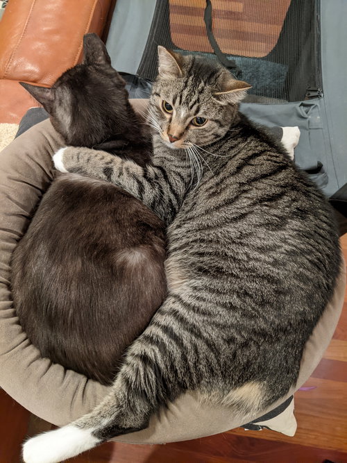 MR.TiGGER - Offered by Owner - Young male