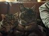 MR.TiGGER - Offered by Owner - Young male
