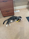 MR.TiGGER - Offered by Owner - Young male