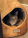 MR.TiGGER - Offered by Owner - Young male