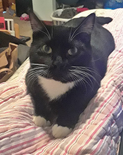 MRS.WHISKERS - Great with Kids