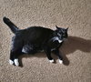 MRS.WHISKERS - Great with Kids