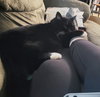 MRS.WHISKERS - Great with Kids