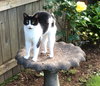 MINNIE PEARL - Offered by Owner