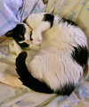 MINNIE PEARL - Offered by Owner