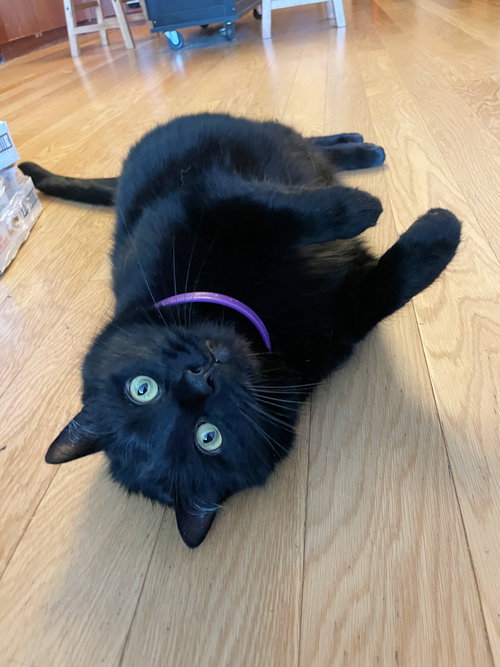 AXIL - Offered by Owner - Big, Black and Beautiful