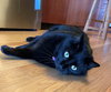 AXIL - Offered by Owner - Big, Black and Beautiful