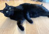 AXIL - Offered by Owner - Big, Black and Beautiful