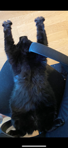 AXIL - Offered by Owner - Big, Black and Beautiful