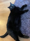 AXIL - Offered by Owner - Big, Black and Beautiful