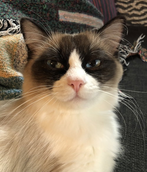 MURPHY BROWN - Offered by Owner _ Purebred Ragdoll