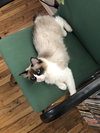 MURPHY BROWN - Offered by Owner _ Purebred Ragdoll