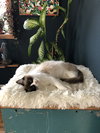 MURPHY BROWN - Offered by Owner _ Purebred Ragdoll