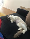 MURPHY BROWN - Offered by Owner _ Purebred Ragdoll