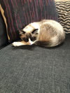 MURPHY BROWN - Offered by Owner _ Purebred Ragdoll