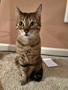 PUMPKIN & WILLOW - Adult sisters