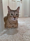 PUMPKIN & WILLOW - Adult sisters