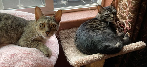 PUMPKIN & WILLOW - Adult sisters