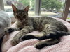 PUMPKIN & WILLOW - Adult sisters