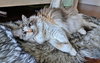 AURA - Offered by Owner - Ragdoll Adult