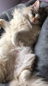 AURA - Offered by Owner - Ragdoll Adult