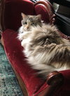 AURA - Offered by Owner - Ragdoll Adult