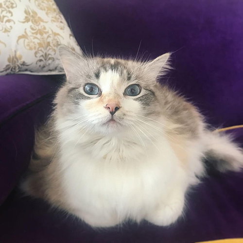 AURA - Offered by Owner - Ragdoll Adult