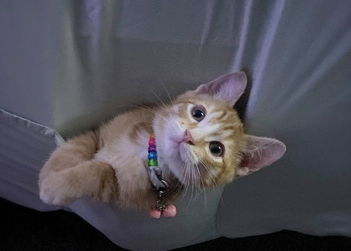 LUCIFER - Offered by Owner - Teen male